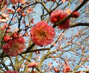 大阪城公園のピンクが綺麗な梅